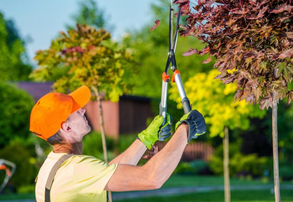 Trimming & Pruning Tree Service Colonial Heights Yonkers NY