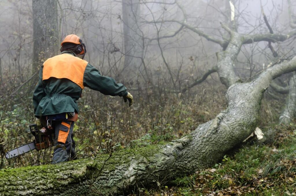 Lightning Protection Tree Service Scarsdale NY